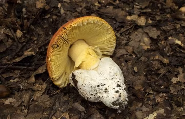 Sai rồi, đó là các lớp của một cây nấm.