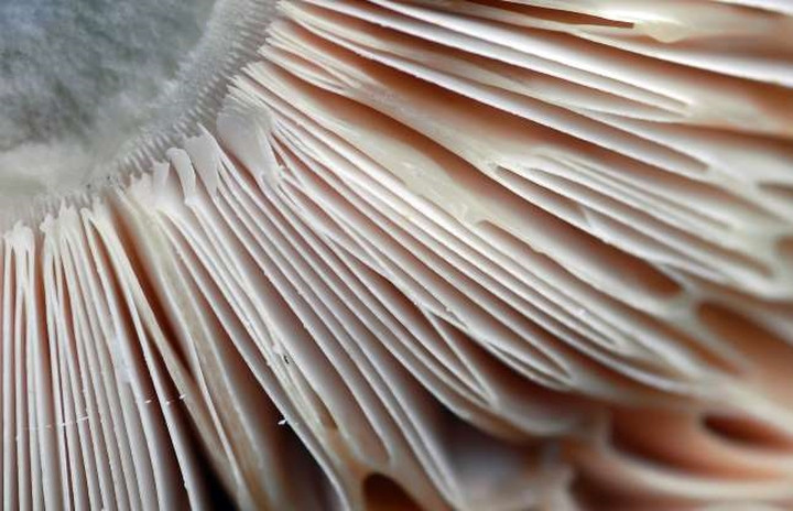 Dễ ợt, đây là các trang giấy!