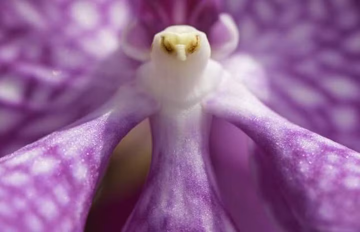 Trông có vẻ như là một chú chim có bộ lông màu tím đang sải cánh. Xa ra một chút, bạn sẽ thấy đó là bông hoa lan.