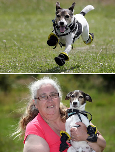 Chú chỏ nhỏ Jax bị dị ứng với… cỏ. Rất may, các bác sĩ thú y đã thiết kế ra bộ giầy độc đáo cho Jax, không chỉ giúp chú kiêng cỏ mà còn mang lại vẻ đáng yêu rất riêng. Hóa ra động vật bị dị ứng cũng quái đản vô cùng.