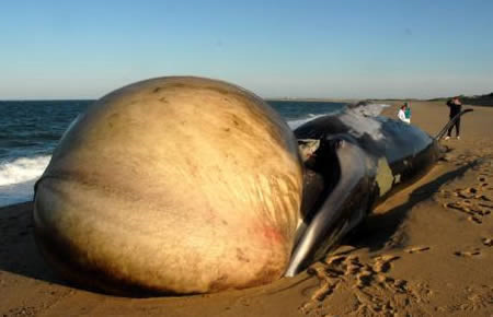 Nhiều người đi biển đã “hết hồn” khi nhìn thấy chiếc lưỡi sưng to như một quả khinh khí cầu của chú cá voi dài 13,7m sau khi bị chết do mắc cạn tại bãi biển Herring Cove, Provincetown.