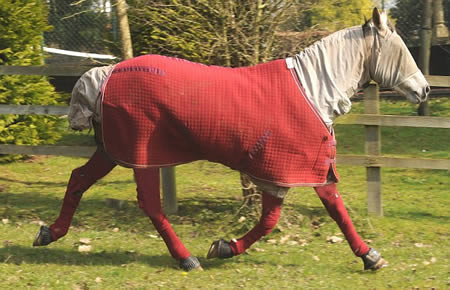 Ngựa nhưng lại dị ứng với cỏ, thậm chỉ chỉ một ngọn cỏ chạm vào lưỡi cũng đủ khiến Pandora khó thở, mọc mụn nhọt đau đớn.