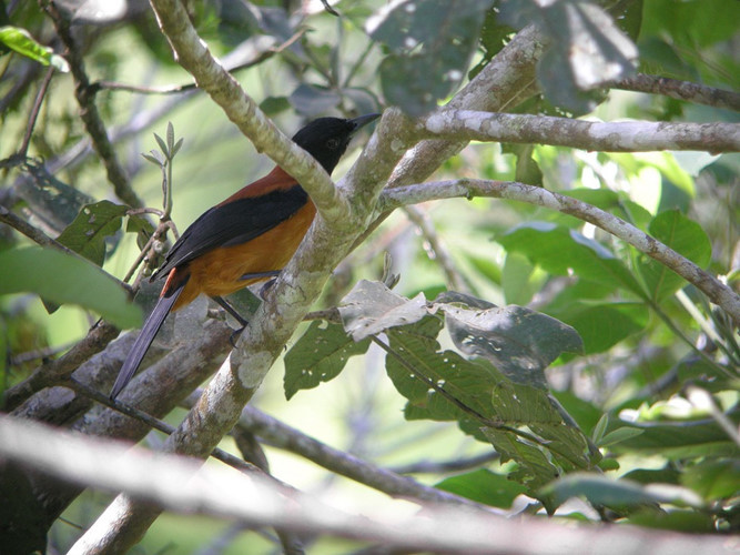 Ở New Guinea, loài chim hooded pitohui được gọi là chim “rác” vì thứ mùi hôi đặc trưng trên người. Đây cũng là loài chim đầu tiên được phát hiện là mang loại độc batrachotoxin (khiến người gặp nạn tê liệt, chảy máu nội bộ, các cơ quan bị hủy hoại và chết dần chết mòn).