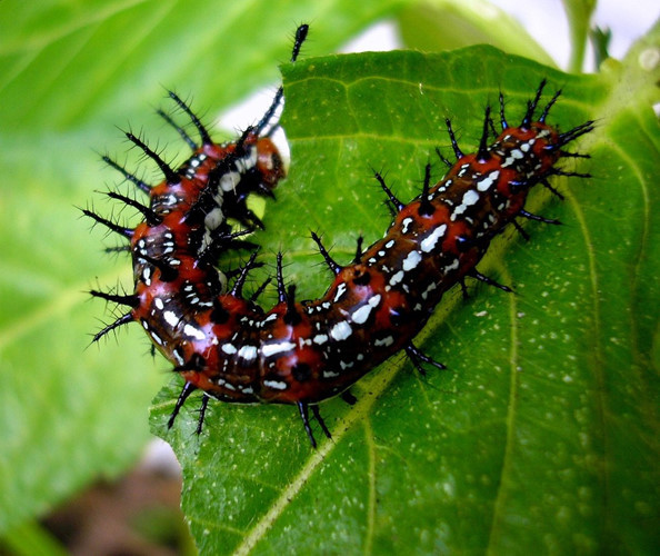 Có họ hàng gần với rết - một số loài chân đốt được biết đến với khả năng tiết ra chất lỏng độc hại hay khí cyanide. Trong một số trường hợp, những chất này có thể đốt cháy bộ xương ngoài của kiến và động vật ăn thịt côn trùng khác hoặc làm hỏng da và mắt của kẻ thù.