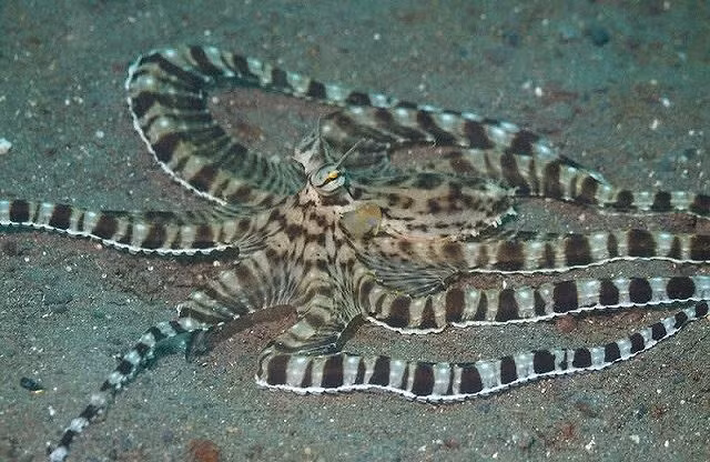 Top dong vat co kha nang thay doi mau sac than ky-Hinh-4