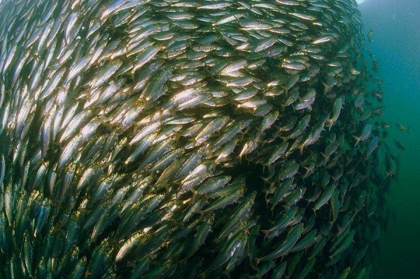 Cá trích xì hơi. Để tránh trở thành miếng mồi ngon của kẻ khác, cá trích thường bơi thành từng đàn lớn, chúng sử dụng cách xì hơi như là một vũ khí sinh tồn vô cùng hữu hiệu dưới đáy đại dương, nhằm phối hợp ăn ý mà không bơi hỗn loạn, đâm vào lẫn nhau.