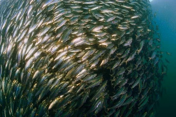 Cá trích xì hơi. Để tránh trở thành miếng mồi ngon của kẻ khác, cá trích thường bơi thành từng đàn lớn, chúng sử dụng cách xì hơi như là một vũ khí sinh tồn vô cùng hữu hiệu dưới đáy đại dương, nhằm phối hợp ăn ý mà không bơi hỗn loạn, đâm vào lẫn nhau.