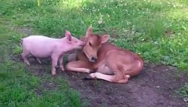 Lucy, một bé lợn được trang trại bảo tồn động vật Happy Herd cứu sống và cho ở ghép với Desi, một con bê trẻ của trang trại. Người chăm sóc Lucy đã lo lắng vì có thể Desi sẽ không tiếp nhận Lucy tuy nhiên điều xảy ra đã thổi bay lo lắng của người chăm sóc, giữa Lucy và Desi nảy sinh tình bạn kỳ lạ. Cặp đôi bê và lợn gắn bó không ngờ.