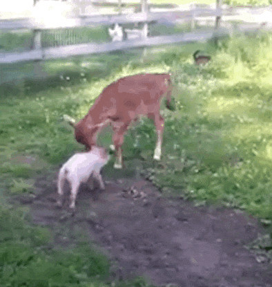 Desi và Lucy nhanh chóng làm quen với nhau, sau một thời gian ngắn vui đùa, nghịch ngợm cùng nhau, Desi đã hoàn toàn tiếp nhận cô bạn mới Lucy vào thế giới của mình, tình bạn giữa con bê con và lợn cứ thế bắt đầu.