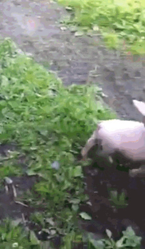 Mặc dù khác loài nhưng Lucy và Desi dường như có sự đồng cảm về tuổi, còn trẻ con nên cả hai con vật đều rất nghịch ngợm và hiếu động. Chúng chạy nhảy cả buổi không biết mệt và ra sức thể hiện tình cảm với nhau.