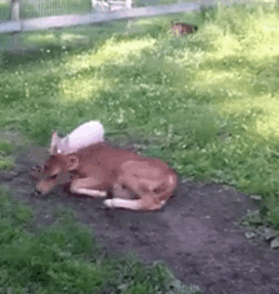 Đôi bạn nhanh chóng có những cử chỉ thân thiết, thể hiện sự gắn bó của mình. Tình bạn động vật kỳ lạ này khiến ai cũng kinh ngạc.