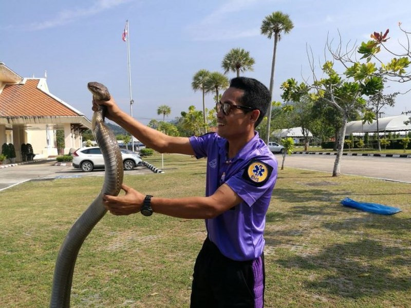 Sutee Naewhart, 37 tuổi, đã nhiều năm làm công việc liên quan đến loài vật đáng sợ này.