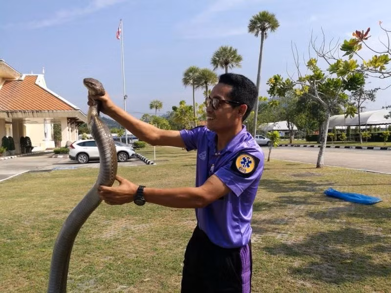 Sutee Naewhart, 37 tuổi, đã nhiều năm làm công việc liên quan đến loài vật đáng sợ này.