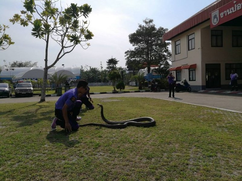 Sutee Naewhart cho biết: "Bắt rắn bằng tay không khó nhưng bạn cần nắm chắc về điều kiện an toàn là trên hết. Tôi đã có nhiều năm kinh nghiệm bắt rắn. Nếu không có kinh nghiệm bạn có thể bị rắn cắn chết". Mất khoảng 20 phút để Sutee Naewhart, 37 tuổi, bắt con rắn khổng lồ