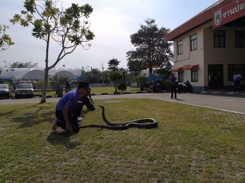 Sutee Naewhart cho biết: "Bắt rắn bằng tay không khó nhưng bạn cần nắm chắc về điều kiện an toàn là trên hết. Tôi đã có nhiều năm kinh nghiệm bắt rắn. Nếu không có kinh nghiệm bạn có thể bị rắn cắn chết". Mất khoảng 20 phút để Sutee Naewhart, 37 tuổi, bắt con rắn khổng lồ