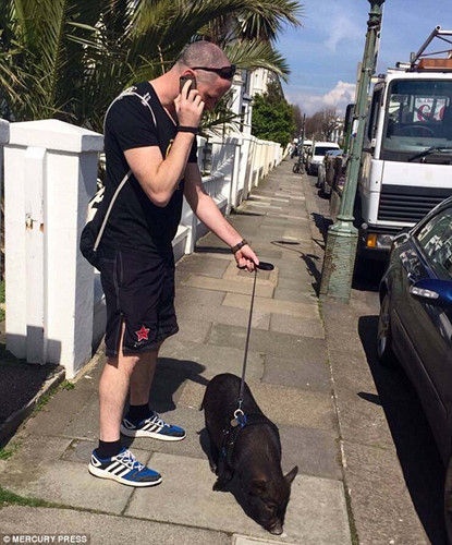 Trong ảnh là một chàng trai đang dắt lợn cưng của mình đi dạo, tắm nắng buổi sáng. (Ảnh: Dailymail)