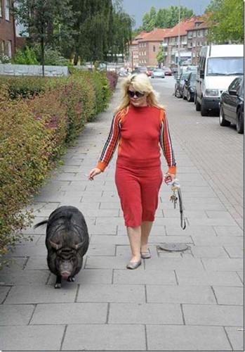 Một con lợn đen được bà chủ dắt đi dạo mà không cần dây khống chế. Có lẽ nó đã quá quen với việc tập thể dục đều đặn cùng bà chủ của mình. (Ảnh: Zetaboards)