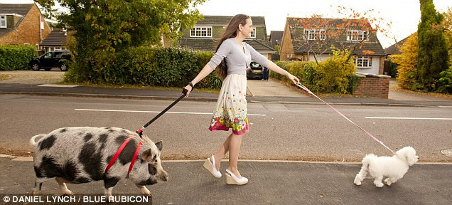 Có thể thấy thú nuôi lợn làm vật cưng có vẻ được ưa chuộng không kém gì nuôi chó cưng. (Ảnh: Dailymail)