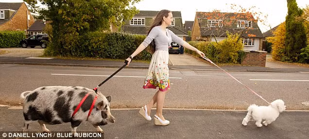 Có thể thấy thú nuôi lợn làm vật cưng có vẻ được ưa chuộng không kém gì nuôi chó cưng. (Ảnh: Dailymail)