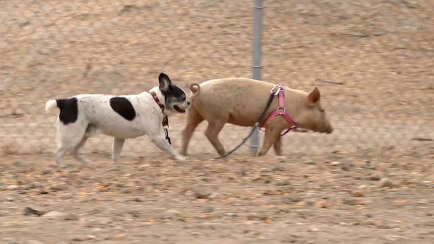 Không chỉ có người thích dắt lợn đi dạo, ngay cả những con chó cũng yêu thích loài động vật thân thiện, thông minh, quấn chủ này. (Ảnh: Tmz)