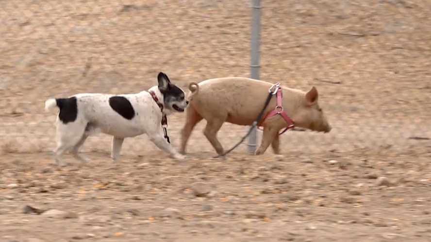 Không chỉ có người thích dắt lợn đi dạo, ngay cả những con chó cũng yêu thích loài động vật thân thiện, thông minh, quấn chủ này. (Ảnh: Tmz)