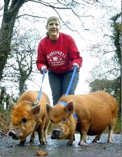 Đôi lợn lông vàng được cô chủ dắt đi dạo trong rừng, khám phá thiên nhiên hoang dã và trải nghiệm những khoảnh khắc tuyệt vời. (Ảnh: The Telegraph)