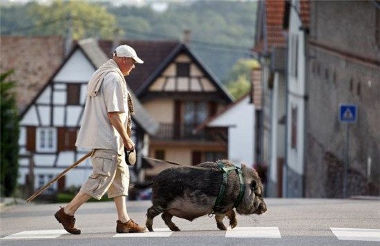 Không chỉ nuôi lợn nhà làm thú cưng, người đàn ông ở làng Kolbsheim, Strasbourg, Pháp còn nuôi cả lợn rừng, chăm sóc cho nó chu đáo và thường xuyên dắt nó đi dạo như bao loài thú cưng khác. (Ảnh: Globo)