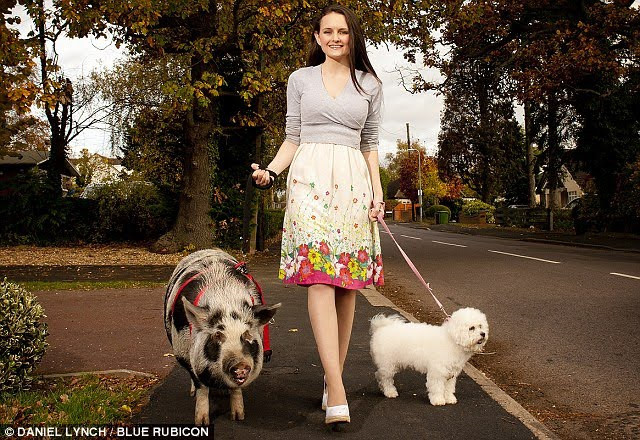 Không ồn ào như chó và trí thông minh cũng phát triển vượt trội so với các loài động vật khác, những con lợn nhận được sư ưu ái của nhiều người yêu động vật. (Ảnh: Dailymail)