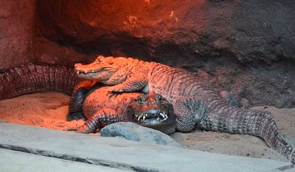 Cap ca sau song chung 50 nam khong sinh san, ly do 