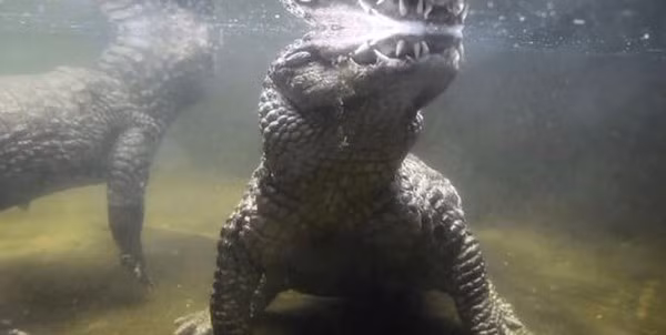 Cap ca sau song chung 50 nam khong sinh san, ly do 