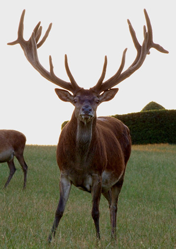 Hươu đỏ đực có thể thỉnh thoảng phát ra tiếng gầm nhẹ. Để phát ra được âm thanh, loài này hạ thấp vị trí của thanh quản ở sâu trong cổ họng của nó xuống.