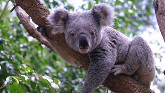 Gấu túi Koala phát ra âm thanh như một con lợn. Loài này cũng không thể sử dụng thanh quản giống như con người, mà sử dụng các nếp gấp đặc biệt trong mũi tương tự như cá heo để phát ra âm thanh.