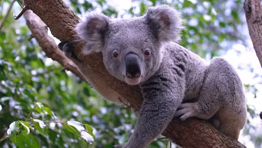 Gấu túi Koala phát ra âm thanh như một con lợn. Loài này cũng không thể sử dụng thanh quản giống như con người, mà sử dụng các nếp gấp đặc biệt trong mũi tương tự như cá heo để phát ra âm thanh.