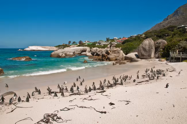Nếu bạn muốn vừa tắm biển dưới ánh mặt trời ấm áp, vừa ngắm chim cánh cụt chạy đi chạy lại rất đáng yêu, bãi biển Boulders, Nam Phi chính là điểm đến lý tưởng cho bạn.
