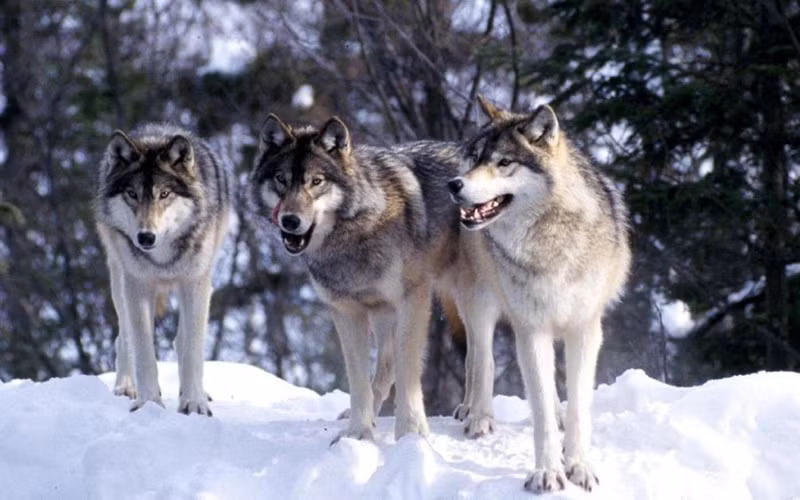 Xét về sức mạnh, sói xám không phải là đối thủ của nhiều con mồi to lớn như bò rừng, tuần lộc, nai sừng. Nhưng chúng có chiến thuật săn mồi rất thông minh, hoạt động bầy đàn, lấy số đông để lấn át đối phương. Chúng rình rập con mồi, rồi chia làm nhiều mũi tấn công, không cho con mồi thoát.