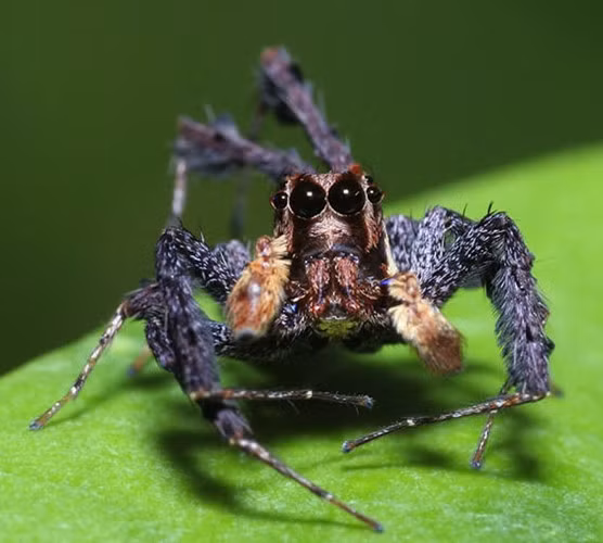 Nhện Portia không chỉ có ngoại hình quái đản mà còn tính khí lập dị. Chúng có chiến thuật bắt mồi hết sức thông minh và tinh vi, biết khiêu khích, thử thách và tận dụng sự sai sót của các loài nhện khác và thay đổi chiến thuật, tùy theo phản ứng của từng loài nhện.