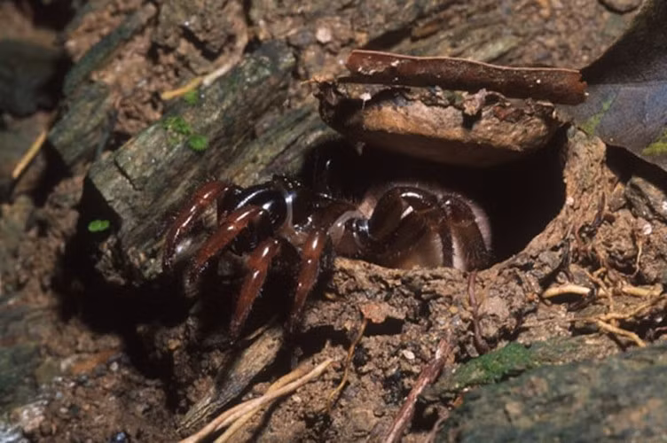 Nhện cửa sập sống cuộc sống khá ẩn dật. Chúng làm những cái hang ngụy trang có mắc tơ bên ngoài. Sau đó, chúng bỏ hai chân lên dây tơ để kịp thời phát hiện con mồi khi có động và nhanh chóng tấn công con mồi bằng cái răng nanh sắc nhọn của nó.