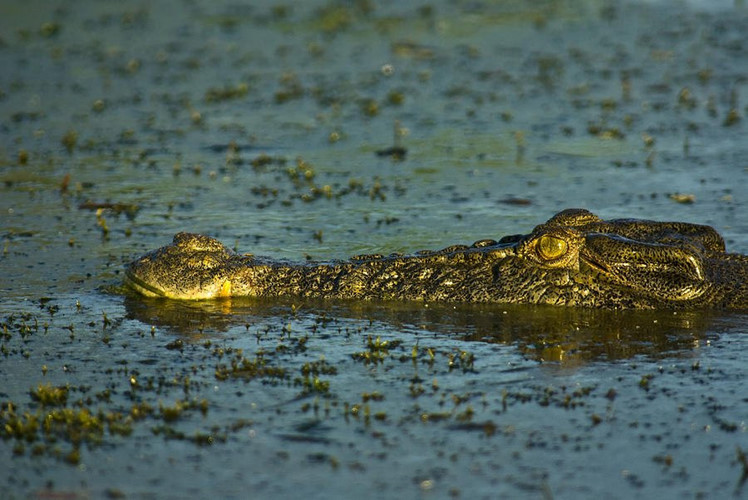Thường săn mồi đơn độc nhưng đôi khi cá sấu cũng cộng tác với nhau để hạ gục con mồi lớn và chia nhau từng miếng mồi. Chúng có thể kiên nhẫn chờ đợi cả ngày, táp con mồi bằng cú đớp cực mạnh khi con mồi vào đúng tầm và quăng quật nó xung quanh khiến cơ thể nó tan nát.