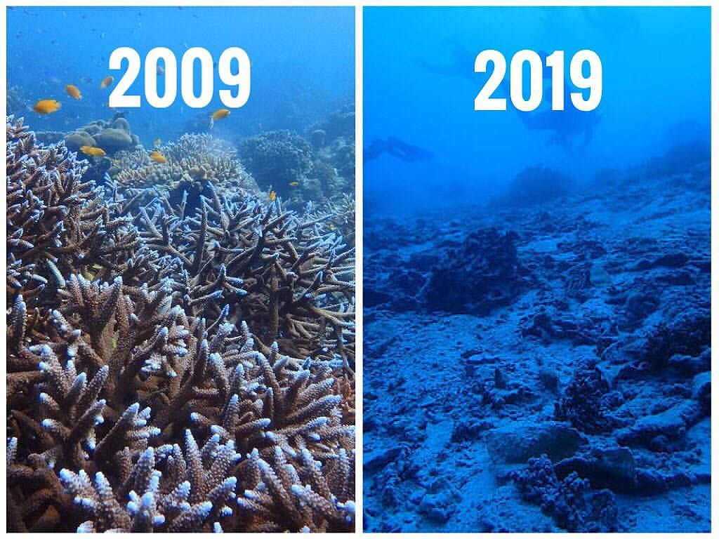 Các rặng san hô trên các đại dương khắp thế giới đang chết đi mỗi ngày theo một tốc độ rất đáng báo động