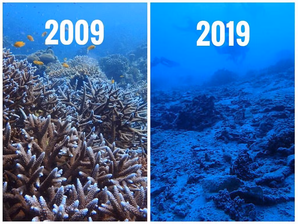 Các rặng san hô trên các đại dương khắp thế giới đang chết đi mỗi ngày theo một tốc độ rất đáng báo động