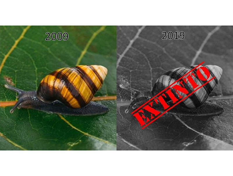 Không chỉ gấu trắng Bắc Cực mà còn có rất nhiều loài động thực vật khác đã và đang đối diện với thảm họa tuyệt chủng