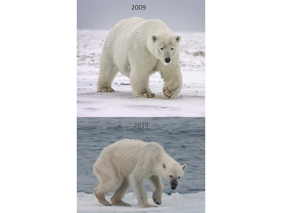 Môi trường sống bị tàn phá đồng nghĩa với việc không tìm được thức ăn, gây ra hiện tượng chết đói hàng loạt. Hiện tại loài động vật này được liệt vào danh sách có nguy cơ tuyệt chủng