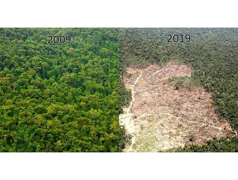 Những khu rừng xanh tươi như thế này đã bị hủy hoại đến không thể gượng dậy nổi. Không lẽ chúng ta cứ tiếp tục tàn phá Trái Đất của mình như thế này sao?