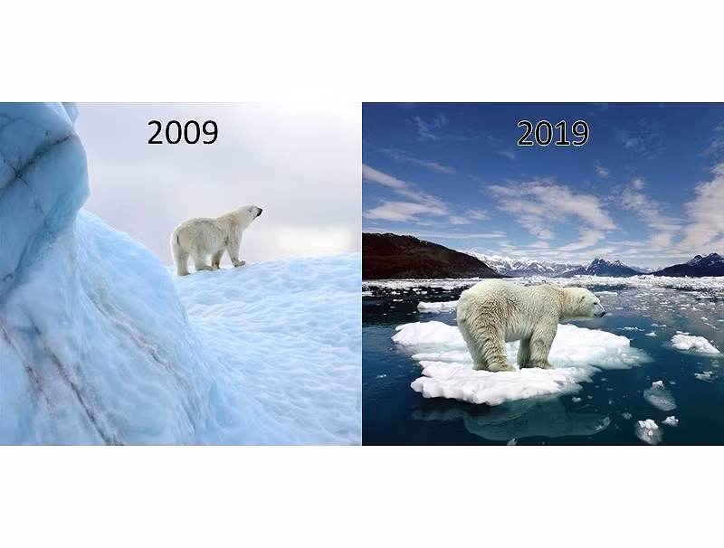 Những chú gấu trắng Bắc Cực không còn chỗ nương thân vì môi trường sống của chúng bị hủy hoại nghiêm trọng