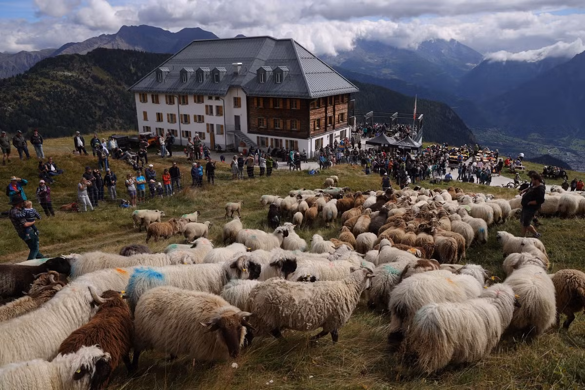 Đàn cừu được nhốt trong chuồng.