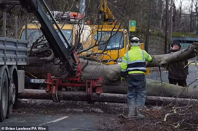 Cay do de trung o to, nguoi dan ong tu vong thuong tam