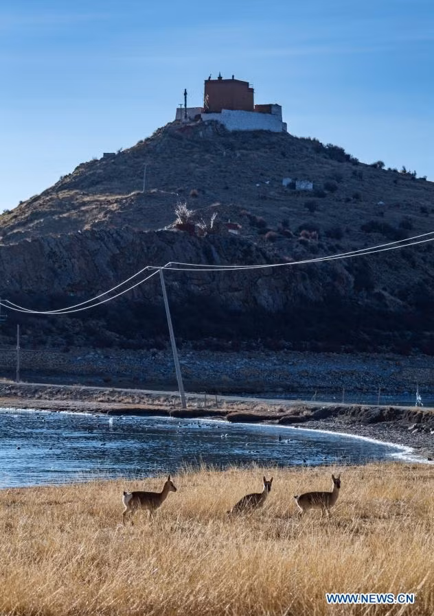 Từ trên đỉnh của ngôi chùa, bạn có thể thấy từng đàn linh dương Tây Tạng chạy nhảy tự do giữa thảo nguyên bao la. Ảnh: News.cn.