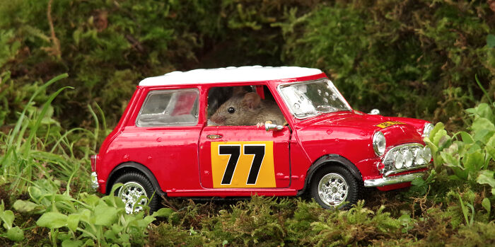 Một chú chuột trong chiếc ô tô mini.