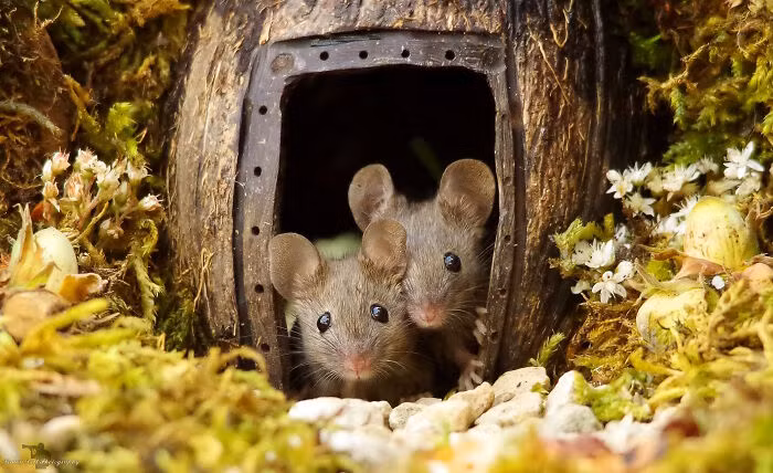 Ngôi nhà gỗ trong làng có cửa ra vào, cửa sổ và cả những ngôi nhà mới - tất cả đều được làm từ những mảnh gỗ tái chế.