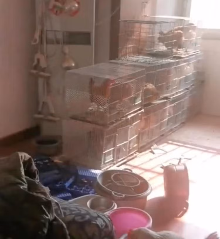 Chu nha soc khi can ho cho thue bien thanh... chuong ga-Hinh-2